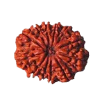 12 Mukhi Rudraksh Java - Leadership & Radiance Unleashed | Brahmatells - BrahmatellsStore