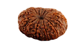 14 Mukhi Rudraksha Pendant - Harness Paramshiva's Energy | Brahmatells - BrahmatellsStore