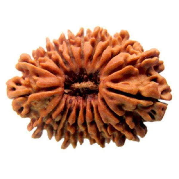 17 Mukhi Rudraksha Java - Prosperity & Spiritual Mastery | Brahmatells - BrahmatellsStore