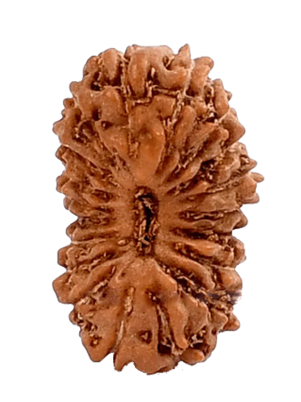 19 Mukhi Rudraksha Java - Divine Power of Lord Narayana | Brahmatells - BrahmatellsStore