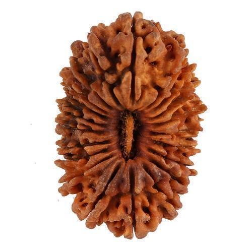 21 Mukhi Rudraksha Java - Attain Kubera's Wealth & Protection | Brahmatells - BrahmatellsStore