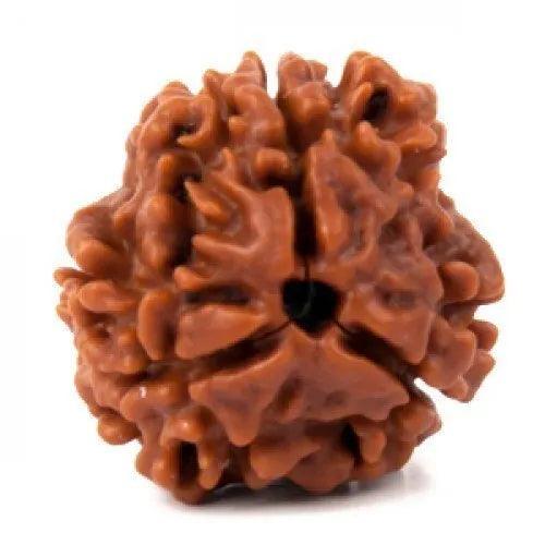 3 Mukhi Rudraksha Java - Embrace the Power of Agni | Brahmatells - BrahmatellsStore
