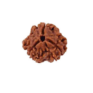 3 Mukhi Rudraksha Pendant - Embrace Agni's Transformative Power | Brahmatells - BrahmatellsStore