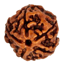 5 Mukhi Rudraksha Bead - Embrace the Essence of Kaalagni Rudra | Brahmatells - BrahmatellsStore