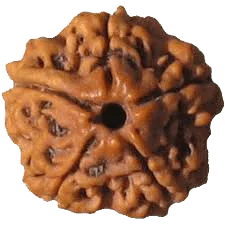 5 Mukhi Rudraksha Java - Embrace Lord Kaalagni Rudra's Power | Brahmatells - BrahmatellsStore