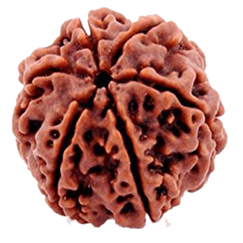 6 Mukhi Light Brown Rudraksha - Channel Lord Kartikeya's Wisdom | Brahmatells"= - BrahmatellsStore