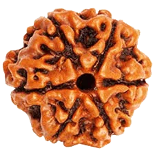 6 Mukhi Rudraksha Bead - Channel Lord Kartikeya's Wisdom | Brahmatells - BrahmatellsStore