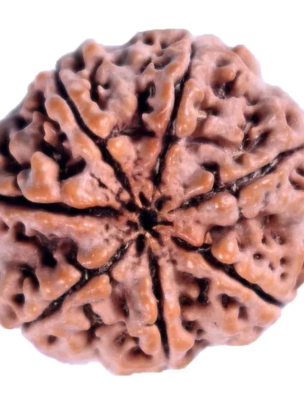 7 Mukhi Light-Brown Rudraksha - Blessings of Sapta Matrika | Brahmatells - BrahmatellsStore