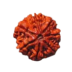 7 Mukhi Rudraksha - Divine Power & Prosperity | Brahmatells - BrahmatellsStore