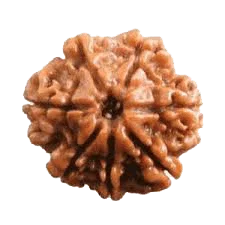 7 Mukhi Rudraksha Java - Unleash Prosperity with Sapta Matrika's Power | Brahmatells - BrahmatellsStore