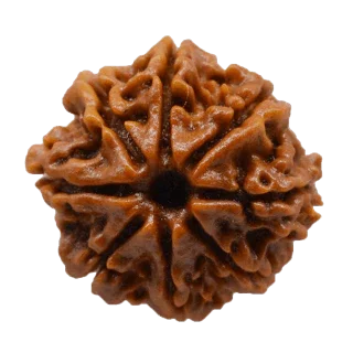 8 Mukhi Rudraksha - Embrace Lord Ganesha's Blessings | Brahmatells - BrahmatellsStore