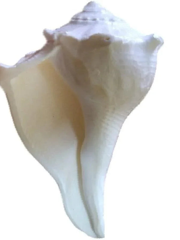 Dakshinawarti Shankh - BrahmatellsStore