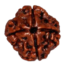 Dark Brown 4 Mukhi Rudraksha Bead - Channeling Brahma's Wisdom | Brahmatells - BrahmatellsStore