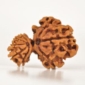 Divine Union Gauri Ganesh Rudraksha Java - Balance & Harmony | Brahmatells - BrahmatellsStore