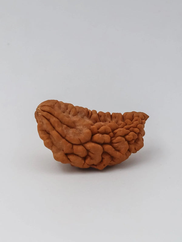 Exclusive 1 Mukhi Java Rudraksha - Manifestation of Lord Shiva's Essence | Brahmatells - BrahmatellsStore