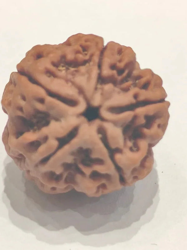 Five Mukhi Rudraksha Bead - Spiritual Harmony & Health | Brahmatells - BrahmatellsStore