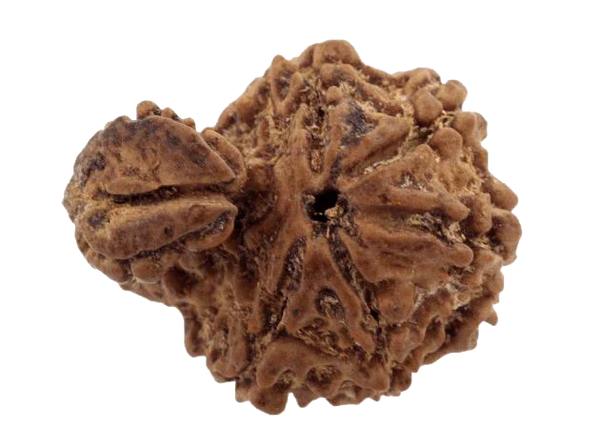 Ganesh Rudraksha - Divine Blessings of Lord Ganesha | Brahmatells - BrahmatellsStore