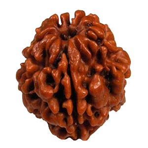 Java-Origin 2 Mukhi Rudraksha Bead | Balance & Unity | Brahmatells - BrahmatellsStore
