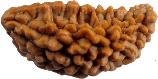 One Mukhi Rudraksha Pendant - Divine Connection with Lord Shiva | Brahmatells - BrahmatellsStore