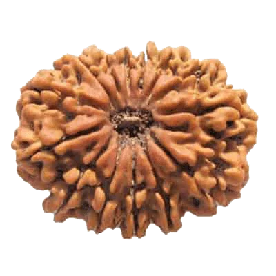 Premium 14 Mukhi Java Rudraksha Bead | Unlock Wisdom with Brahmatells - BrahmatellsStore