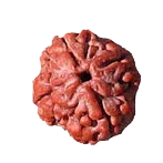 Reddish-Brown 4 Mukhi Rudraksha Bead - Embodying Brahma's Wisdom | Brahmatells - BrahmatellsStore