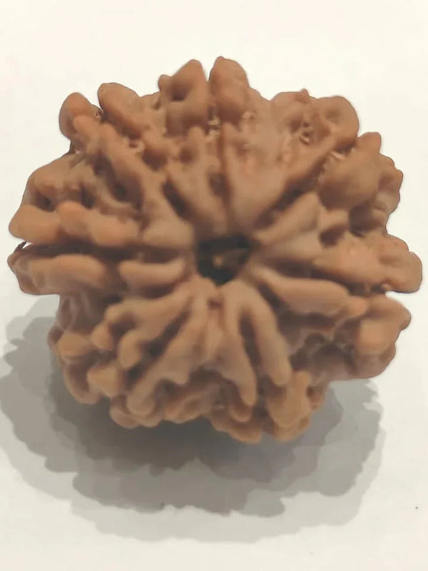 Seven Mukhi Rudraksha Bead - Wealth & Well-being | Brahmatells - BrahmatellsStore