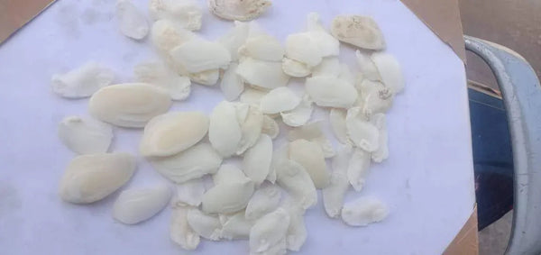 Shukra Mani Stone - BrahmatellsStore