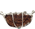 1 Mukhi Rudraksha Half Moon Java - Connect with Lord Shiva's Energy | Brahmatells - BrahmatellsStore