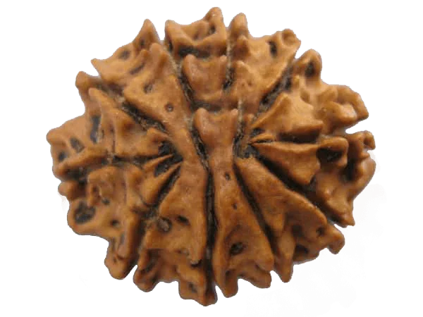 10 Mukhi Round Rudraksha Pendant: Embrace Vishnu's Divine Protection | Brahmatells - BrahmatellsStore