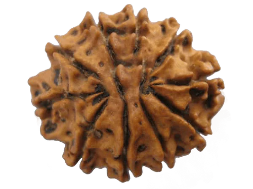 10 Mukhi Round Rudraksha Pendant: Embrace Vishnu's Divine Protection | Brahmatells - BrahmatellsStore