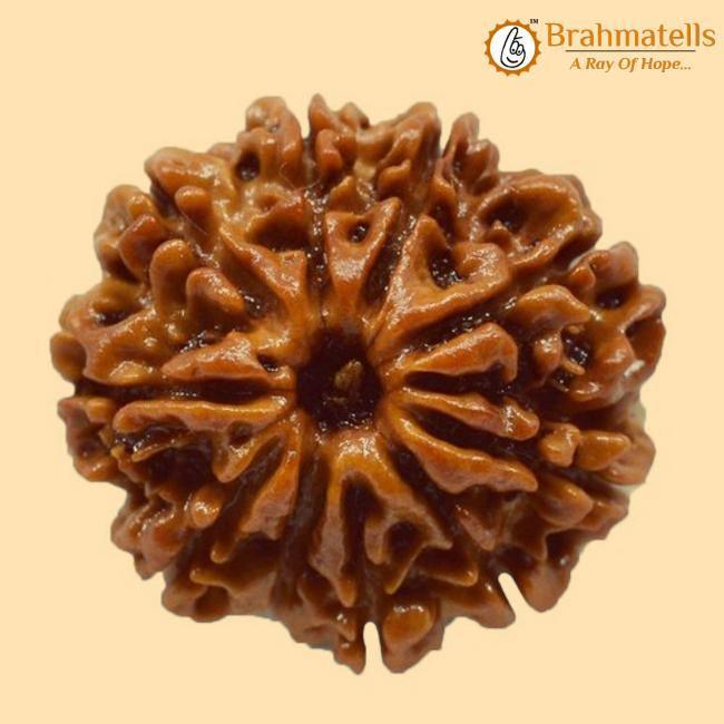 10 Mukhi Rudraksha Bead - Harness Lord Vishnu's Power | Brahmatells - BrahmatellsStore