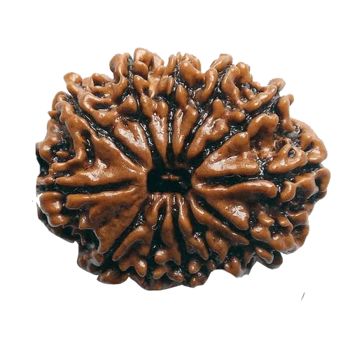 12 Mukhi Rudraksha Power Bead - Command Leadership & Vitality | Brahmatells - BrahmatellsStore