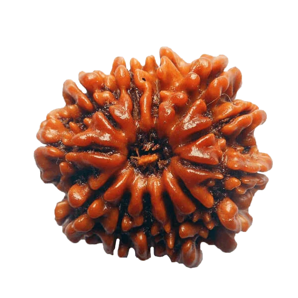 13 Mukhi Rudraksha Java - Charisma & Attraction Unlocked | Brahmatells - BrahmatellsStore