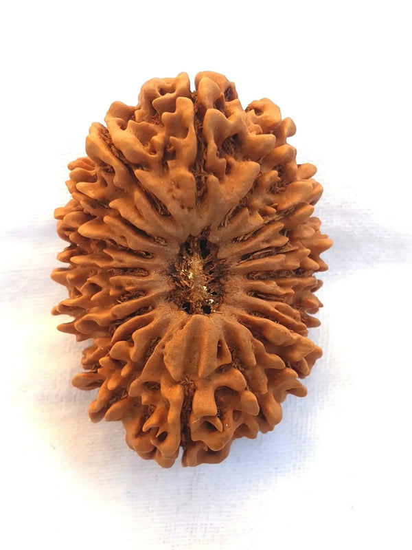 18 Mukhi Rudraksha Java - Prosperity & Earth's Energy | Brahmatells - BrahmatellsStore