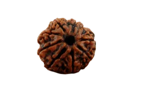 8 Mukhi Rudraksha Java - Harness Lord Ganesha's Wisdom | Brahmatells - BrahmatellsStore