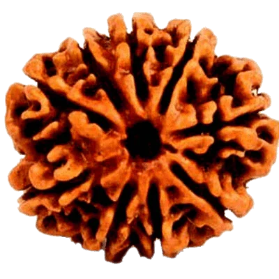 9 Mukhi Rudraksha - Divine Power of Goddess Durga | Brahmatells - BrahmatellsStore