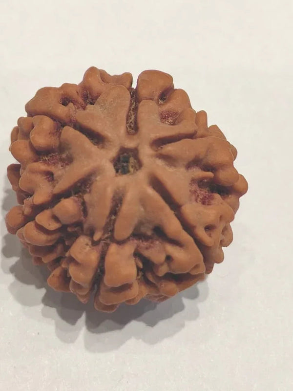 Buy 6 Mukhi Rudraksha Bead Online | Authentic Nepalese Brahmatells Collection - BrahmatellsStore