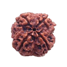 Dark Brown 4 Mukhi Rudraksha Bead - Wisdom of Brahma | Brahmatells - BrahmatellsStore