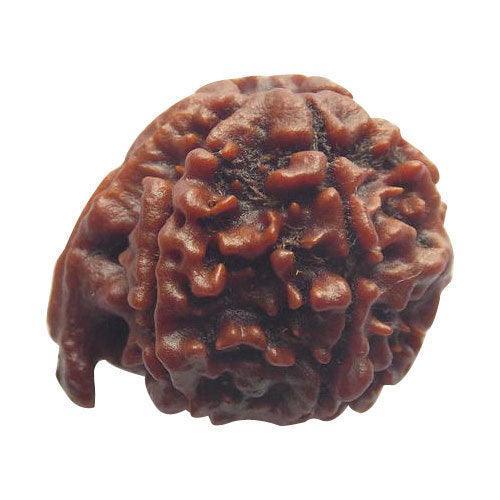Divine Ganesh Rudraksha Java - Lord Ganesha's Auspicious Blessings | Brahmatells - BrahmatellsStore