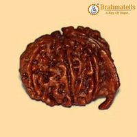 Divine Ganesh Rudraksha Java - Lord Ganesha's Auspicious Blessings | Brahmatells - BrahmatellsStore