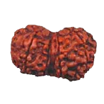 Divine Harmony Gauri Ganesh Rudraksha Java - Strengthen Family Bonds | Brahmatells - BrahmatellsStore