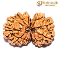 Divine Harmony Gauri Ganesh Rudraksha Java - Strengthen Family Bonds | Brahmatells - BrahmatellsStore