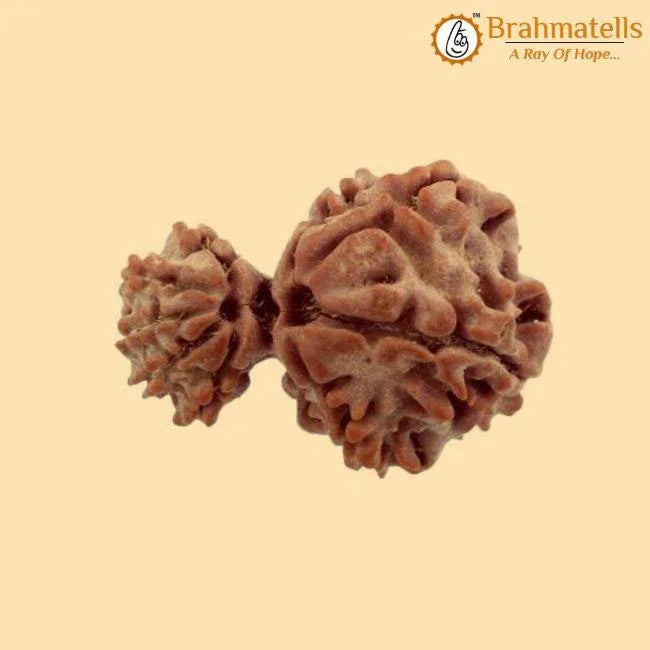 Divine Union Gauri Ganesh Rudraksha Java - Balance & Harmony | Brahmatells - BrahmatellsStore