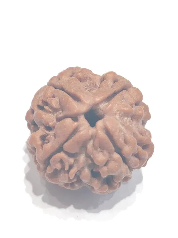 Four Mukhi Rudraksha Bead - Enlightenment & Wisdom | Brahmatells - BrahmatellsStore