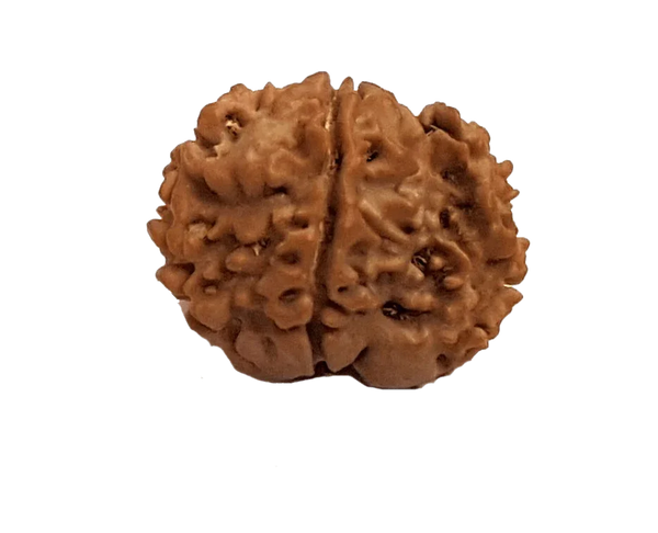 Rice-Shaped 1 Mukhi Rudraksha from Java - Embrace Shiva's Eternal Energy | Brahmatells - BrahmatellsStore