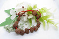 Siddha 1-14 Mukhi Java Rudraksha Bracelet - Ultimate Spiritual Accessory | Brahmatells