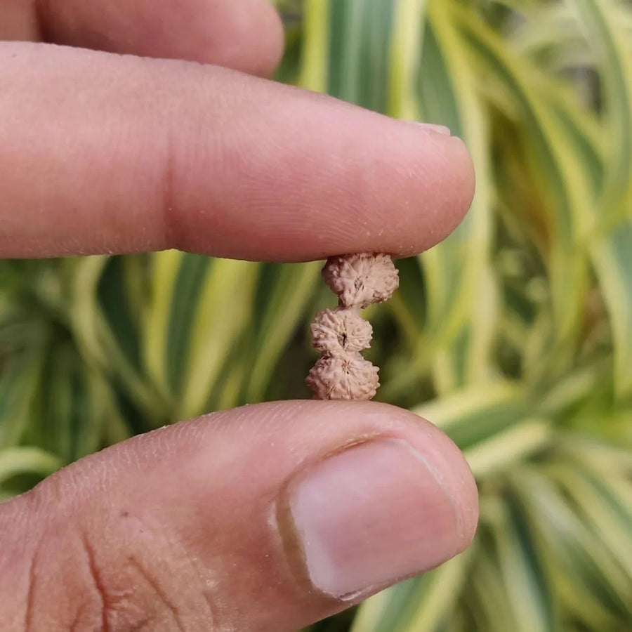 Trijuti Rudraksha Java - The Ultimate Symbol of Divine Unity | Brahmatells - BrahmatellsStore