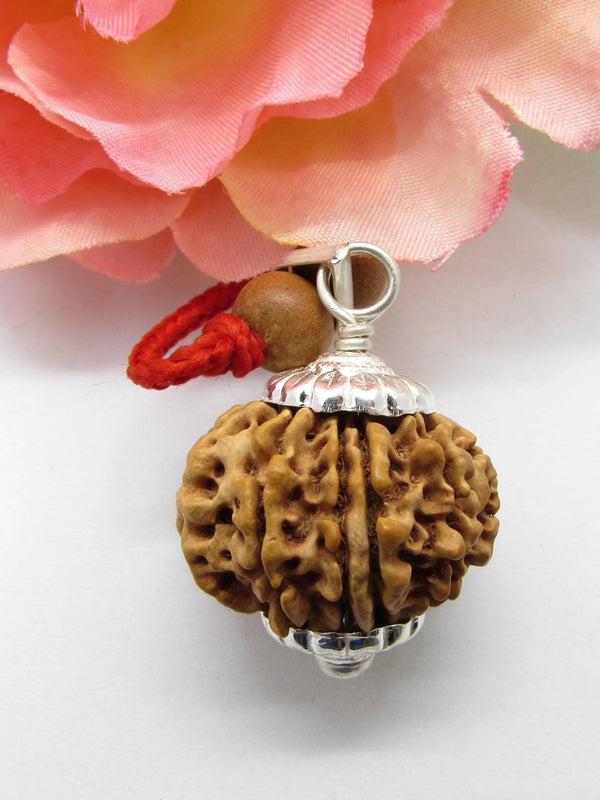 Venus-Inspired Taurus Rudraksha - 13 Mukhi Bead from Nepal | Brahmatells - BrahmatellsStore